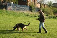 Kato is following the footsteps of a track  - Puppy Diary: Raising a working dog 2014